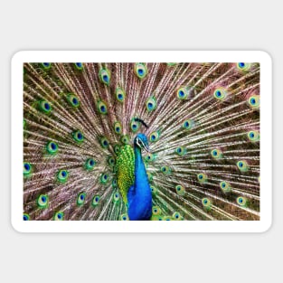 A Peacock Doing its Thing Sticker